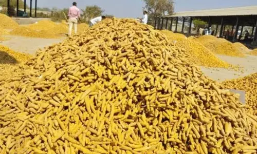 ஈரோட்டில் ஒரே வாரத்தில் மஞ்சள் விலை குவிண்டால் ரூ.2 ஆயிரம் குறைந்தது