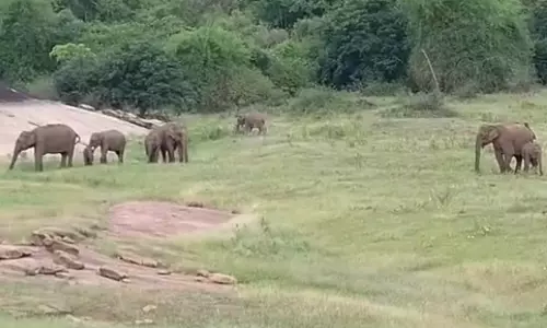 ஆழியாறு அணையில் உலாவரும் யானை கூட்டம்- சுற்றுலா பயணிகளுக்கு வனத்துறையினர் எச்சரிக்கை
