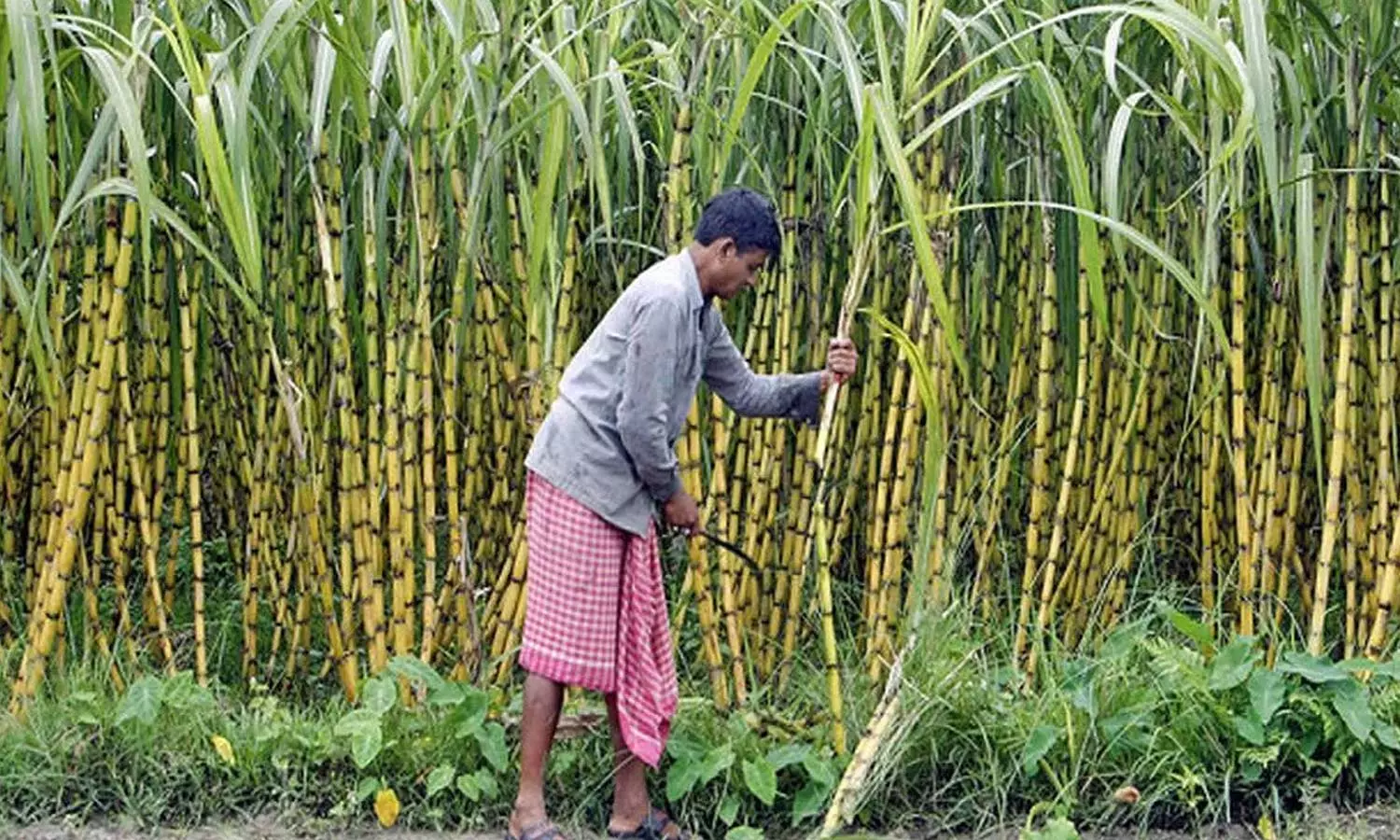 கரும்பு நிலுவைத்தொகை வழங்க ரூ.97.77 கோடி ஒதுக்கீடு - அரசாணை வெளியீடு