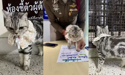 தாய்லாந்தில் வினோதம்:  போலீசாரை தாக்கிய பூனை கைது... ஜாமினில் எடுத்த உரிமையாளர்