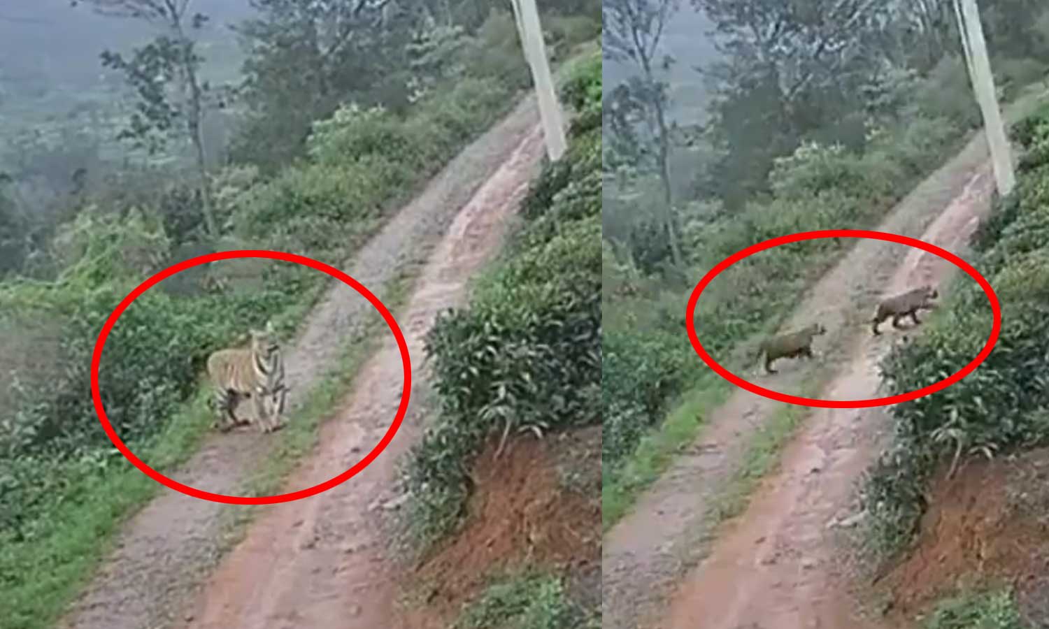 VIDEO: நீலகிரியில் குடியிருப்பு பகுதிக்குள் குட்டிகளுடன் சுற்றிய புலி - பொதுமக்கள் அச்சம்