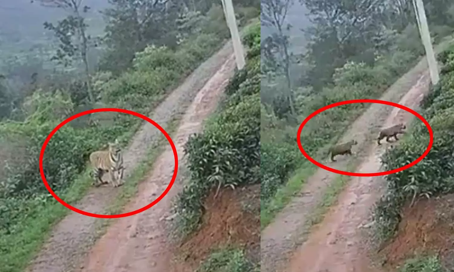 VIDEO: நீலகிரியில் குடியிருப்பு பகுதிக்குள் குட்டிகளுடன் சுற்றிய புலி - பொதுமக்கள் அச்சம்