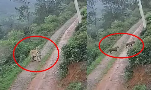 VIDEO: நீலகிரியில் குடியிருப்பு பகுதிக்குள் குட்டிகளுடன் சுற்றிய புலி - பொதுமக்கள் அச்சம்