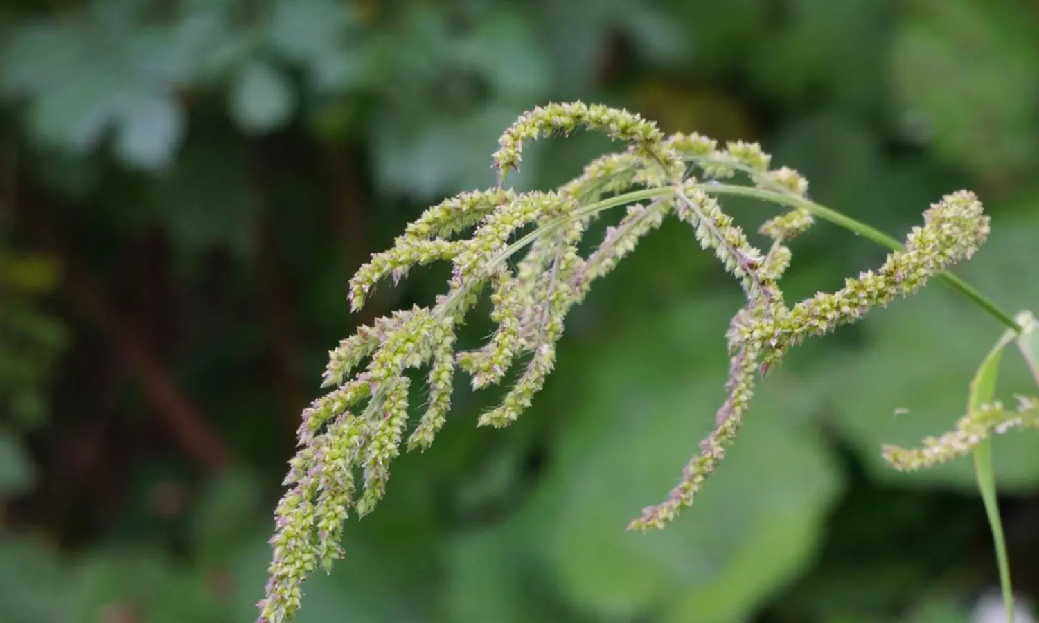 குடலுக்கு இதம் தரும் குதிரைவாலி குடலுக்கு இதம் தரும் குதிரைவாலி