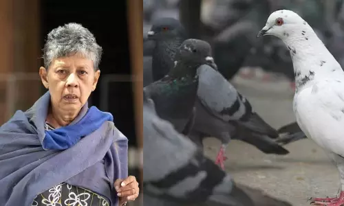 சிங்கப்பூரில் புறாக்களுக்கு உணவளித்த மூதாட்டிக்கு ரூ.80,000 அபராதம் விதிப்பு