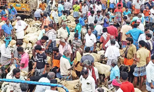 பக்ரீத் பண்டிகையை முன்னிட்டு அய்யலூர் சந்தையில் ரூ.3 கோடிக்கு ஆடுகள் விற்பனை