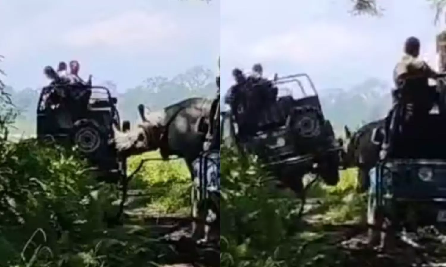 VIDEO: தேசிய பூங்காவில் சுற்றுலா பயணிகள் ஜீப்பை கவிழ்க்க முயன்ற காண்டாமிருகம்.. திக் திக் நொடிகள் VIDEO: தேசிய பூங்காவில் சுற்றுலா பயணிகள் ஜீப்பை கவிழ்க்க முயன்ற காண்டாமிருகம்.. திக் திக் நொடிகள்