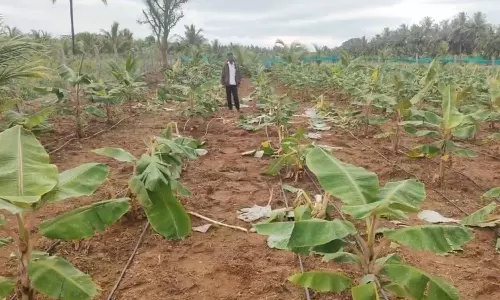 தாளவாடி அருகே வாழைத்தோட்டத்துக்குள் புகுந்து யானை கூட்டங்கள் அட்டகாசம்