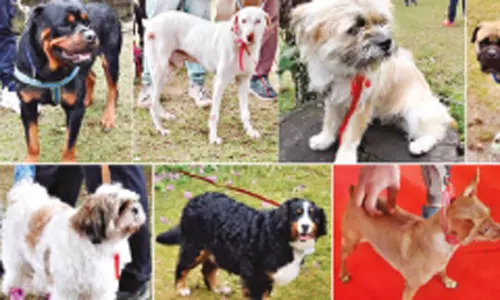 கொடைக்கானலில் கோடைவிழா: சுற்றுலாப் பயணிகளை கவர்ந்த நாய்கள் கண்காட்சி