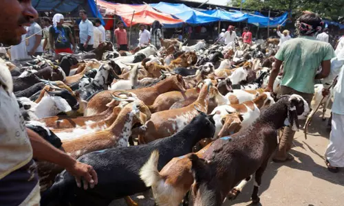 பக்ரீத் பண்டிகையையொட்டி ஆட்டுச் சந்தையை மூட மகாராஷ்டிராவில் உத்தரவு