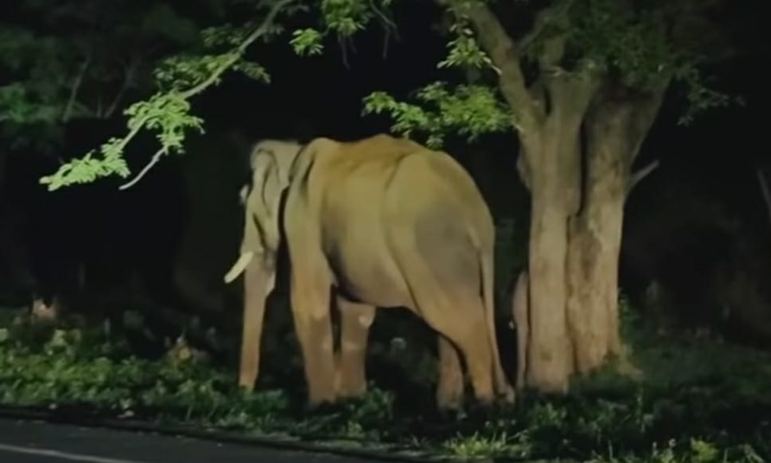 பண்ணாரி அம்மன் கோவில் அருகே 3 மணி நேரம் நின்ற ஒற்றை யானையால் பரபரப்பு