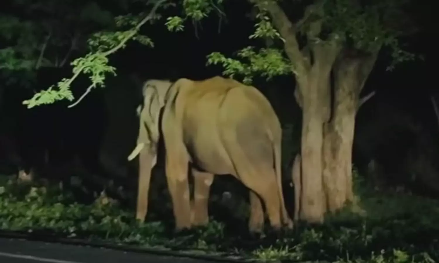 பண்ணாரி அம்மன் கோவில் அருகே 3 மணி நேரம் நின்ற ஒற்றை யானையால் பரபரப்பு