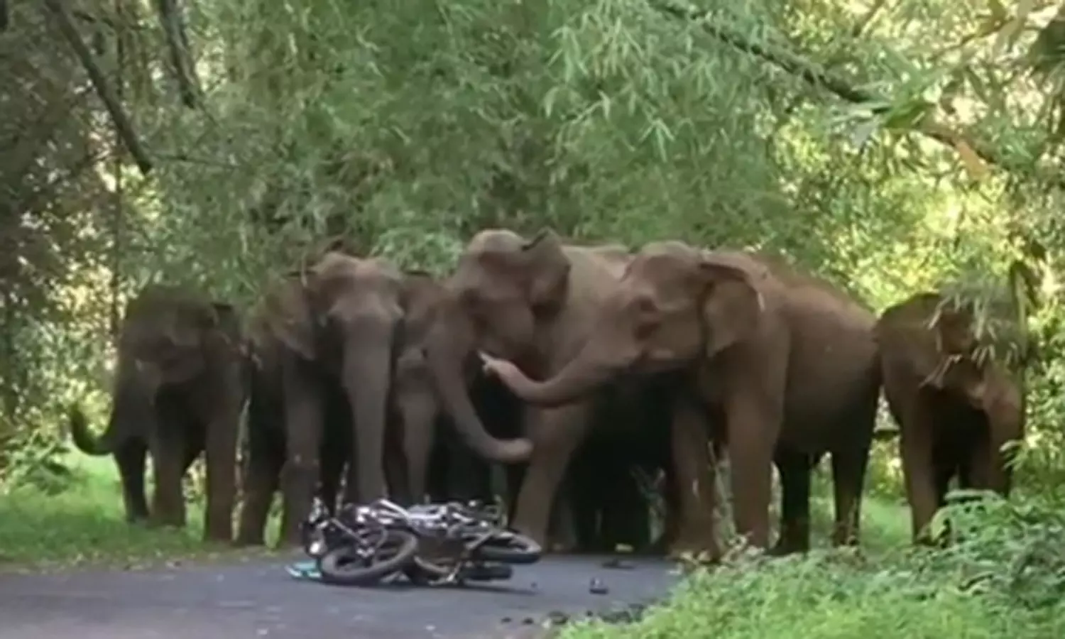 வால்பாறை-அதிரப்பள்ளி சாலையில் மோட்டார் சைக்கிளை வழிமறித்து சேதப்படுத்திய யானைகள் கூட்டம்
