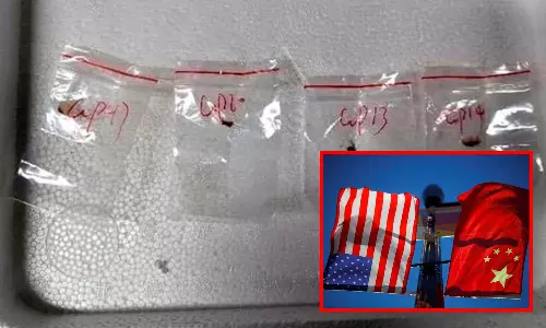 விவசாயத்தை அழிக்க திட்டம்: அமெரிக்காவிற்குள் அபாயகர கிருமியை கடத்திய சீன ஆராய்ச்சியாளர்கள் கைது