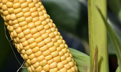 எலும்பை வலுவாக்கும் சோளம்