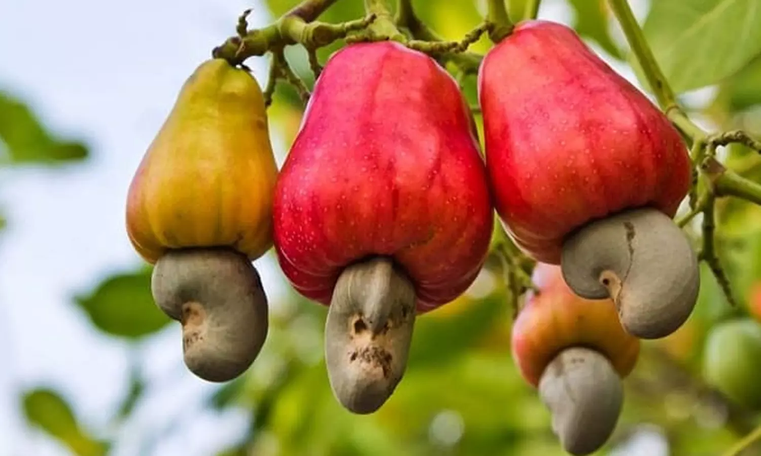 முந்திரி பழம் சாப்பிடுவதால் இத்தனை நன்மைகளா? முந்திரி பழம் சாப்பிடுவதால் இத்தனை நன்மைகளா?