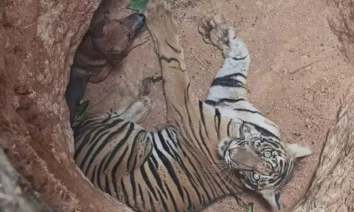 கேரளாவில் குழிக்குள் விழுந்த நாய் மற்றும் புலியை பத்திரமாக மீட்ட வனத்துறையினர்