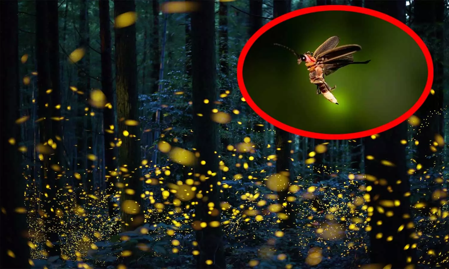 மின்மினிப் பூச்சிகளை பார்க்கும் கடைசி தலைமுறையாக நாம் இருக்கலாம் - நிபுணர்கள் எச்சரிக்கை மின்மினிப் பூச்சிகளை பார்க்கும் கடைசி தலைமுறையாக நாம் இருக்கலாம் - நிபுணர்கள் எச்சரிக்கை