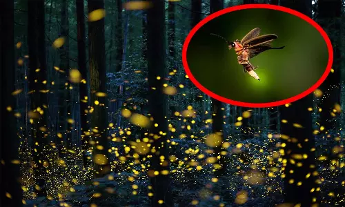 மின்மினிப் பூச்சிகளை பார்க்கும் கடைசி தலைமுறையாக நாம் இருக்கலாம் - நிபுணர்கள் எச்சரிக்கை