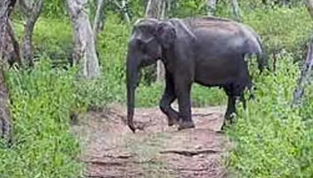 ஆசனூர் அருகே விவசாயத் தோட்டத்துக்குள் புகுந்து ஒற்றை யானை அட்டகாசம்
