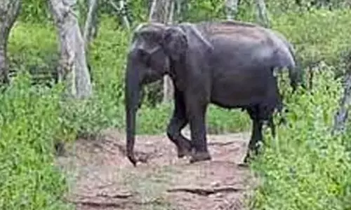 ஆசனூர் அருகே விவசாயத் தோட்டத்துக்குள் புகுந்து ஒற்றை யானை அட்டகாசம்