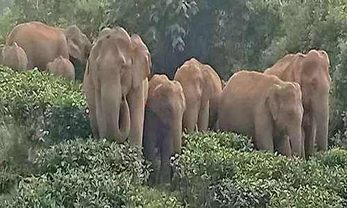 பலாப்பழங்களை தேடி கிராம பகுதிகளுக்கு வரும் யானைகள் கூட்டம்- மலைவாழ் மக்கள் அச்சம்