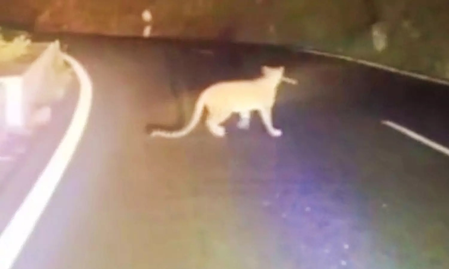 பண்ணாரி அம்மன் கோவில் அருகே சிறுத்தை நடமாட்டம் அதிகரிப்பு- வாகன ஓட்டிகள் பீதி