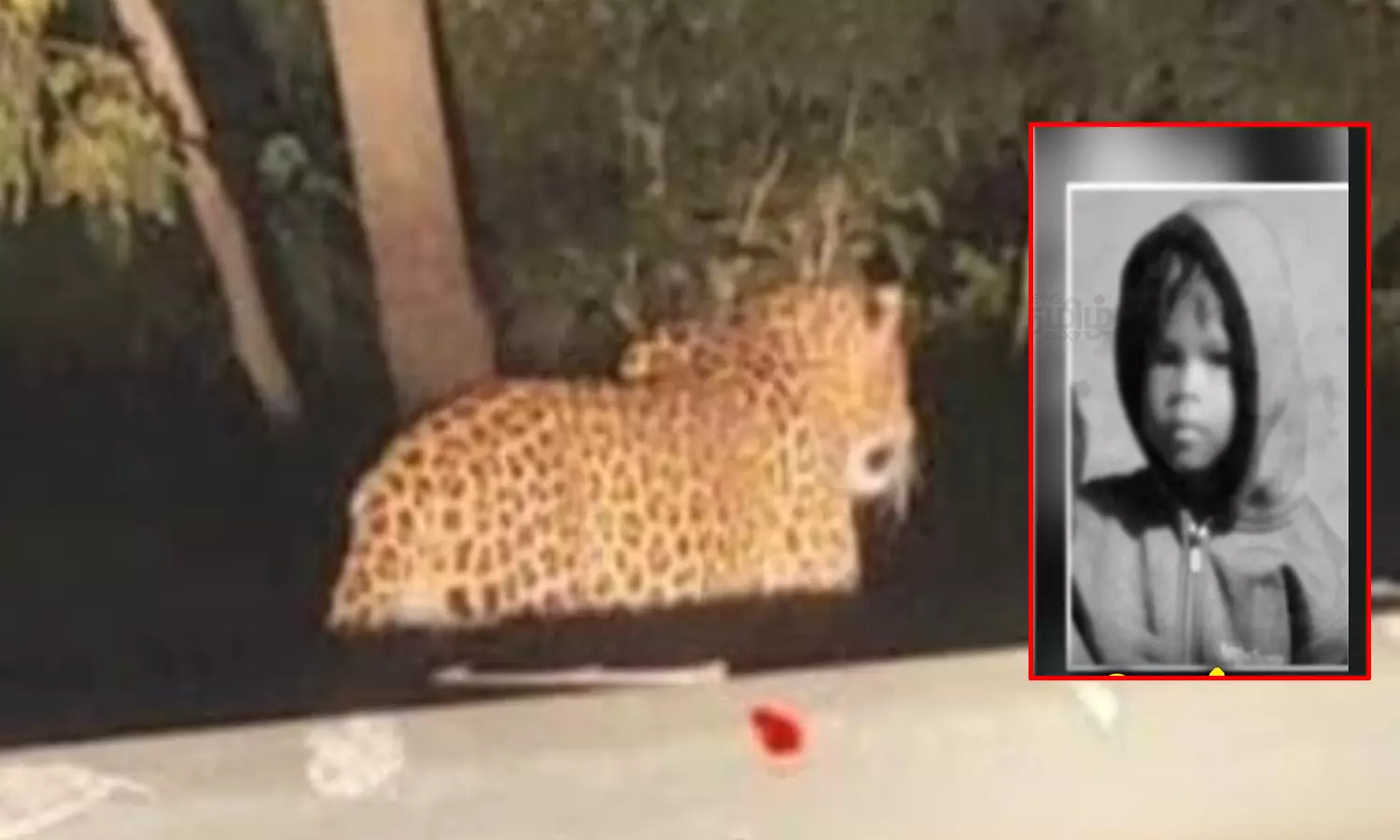 தாய் கண்முன்னே சிறுமியை கவ்விச் சென்ற சிறுத்தை- வால்பாறையில் பரபரப்பு