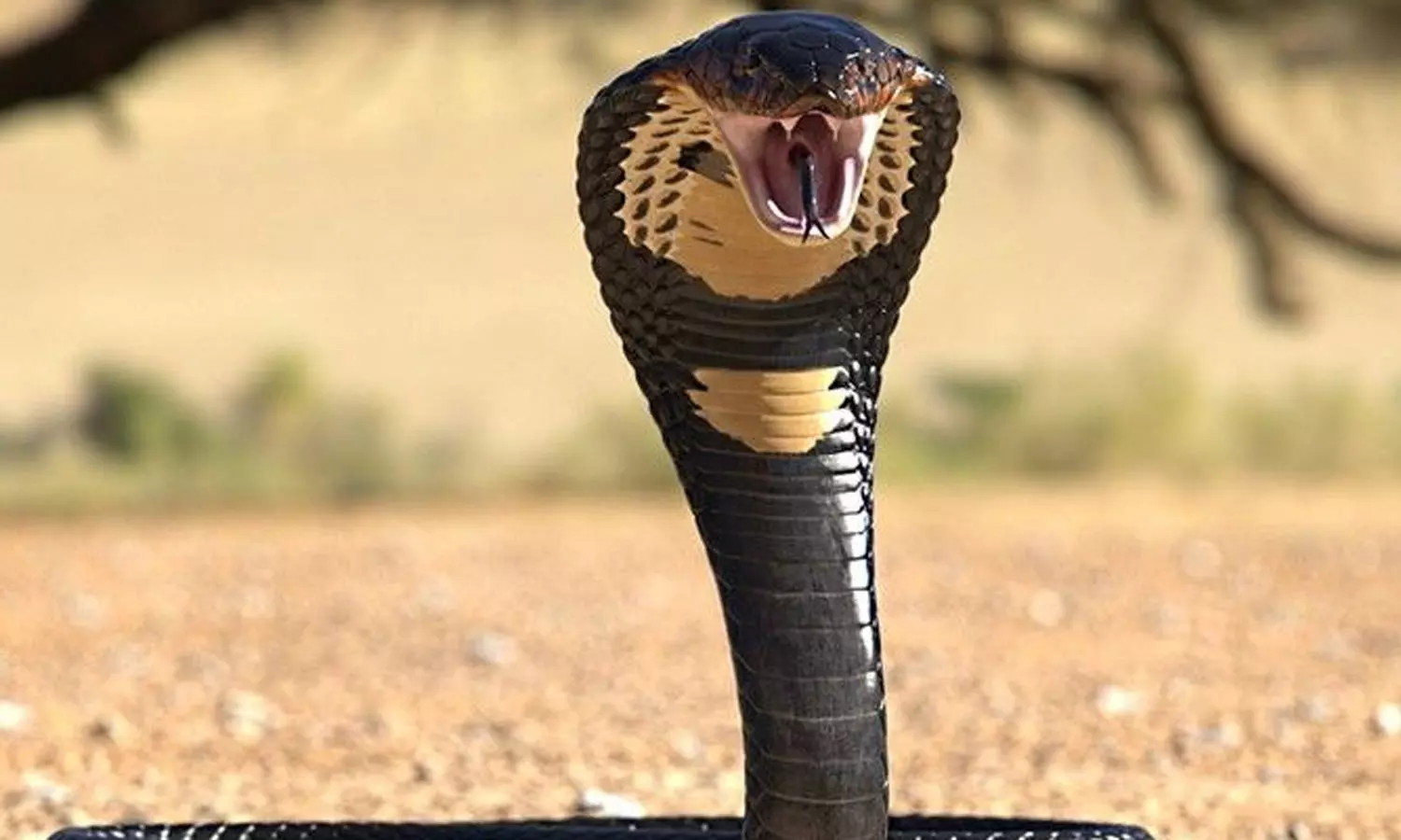 தற்செயலாக பாம்பை மிதித்த இளைஞர்: அடுத்து நடந்த டுவிஸ்டில் மிரண்டுபோன வனத்துறை