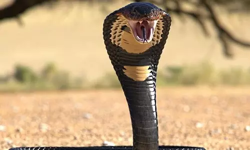 தற்செயலாக பாம்பை மிதித்த இளைஞர்: அடுத்து நடந்த டுவிஸ்டில் மிரண்டுபோன வனத்துறை