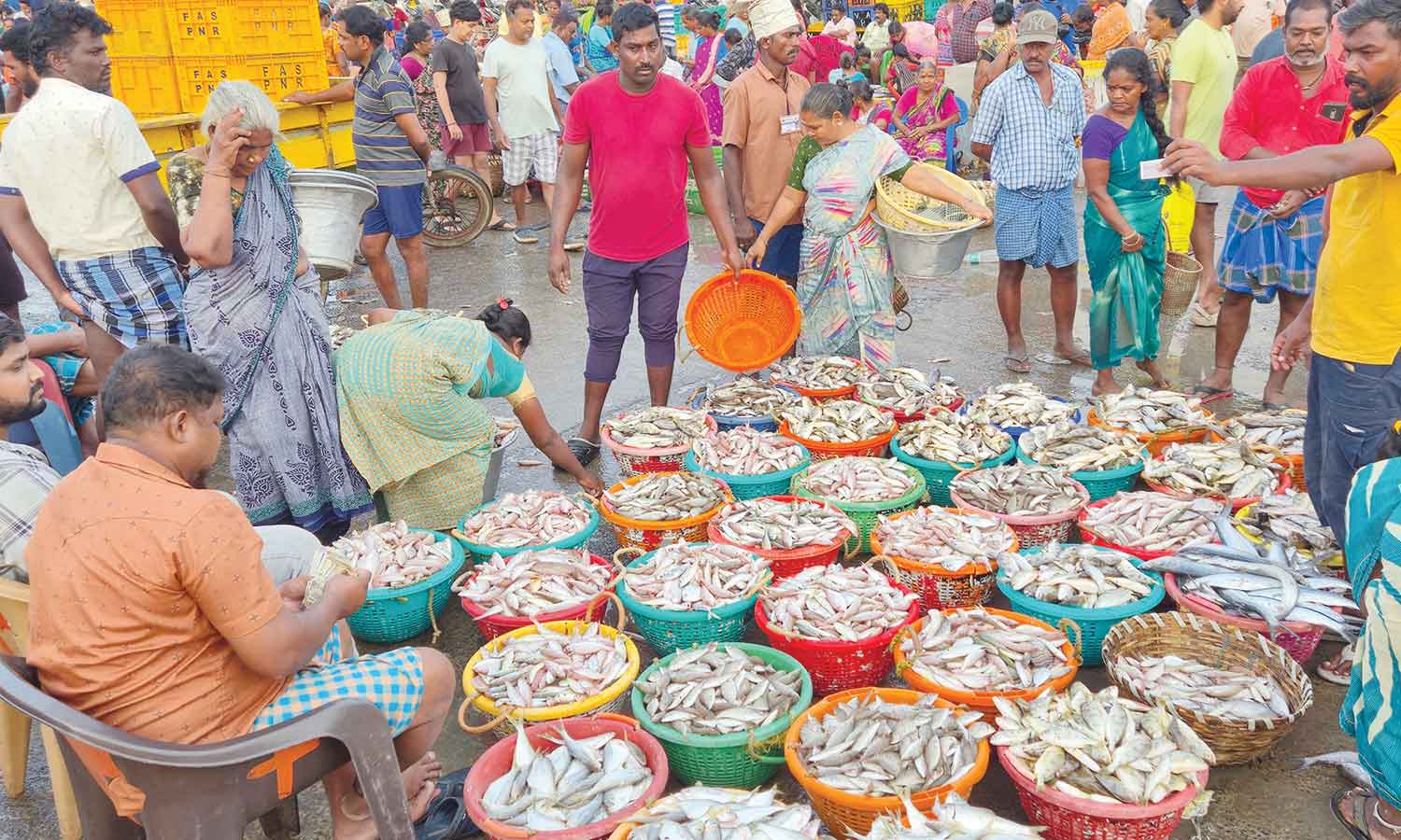 காசிமேட்டில் பெரிய வகை மீன்கள் வரத்தால் களை கட்டிய விற்பனை