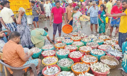 காசிமேட்டில் பெரிய வகை மீன்கள் வரத்தால் களை கட்டிய விற்பனை