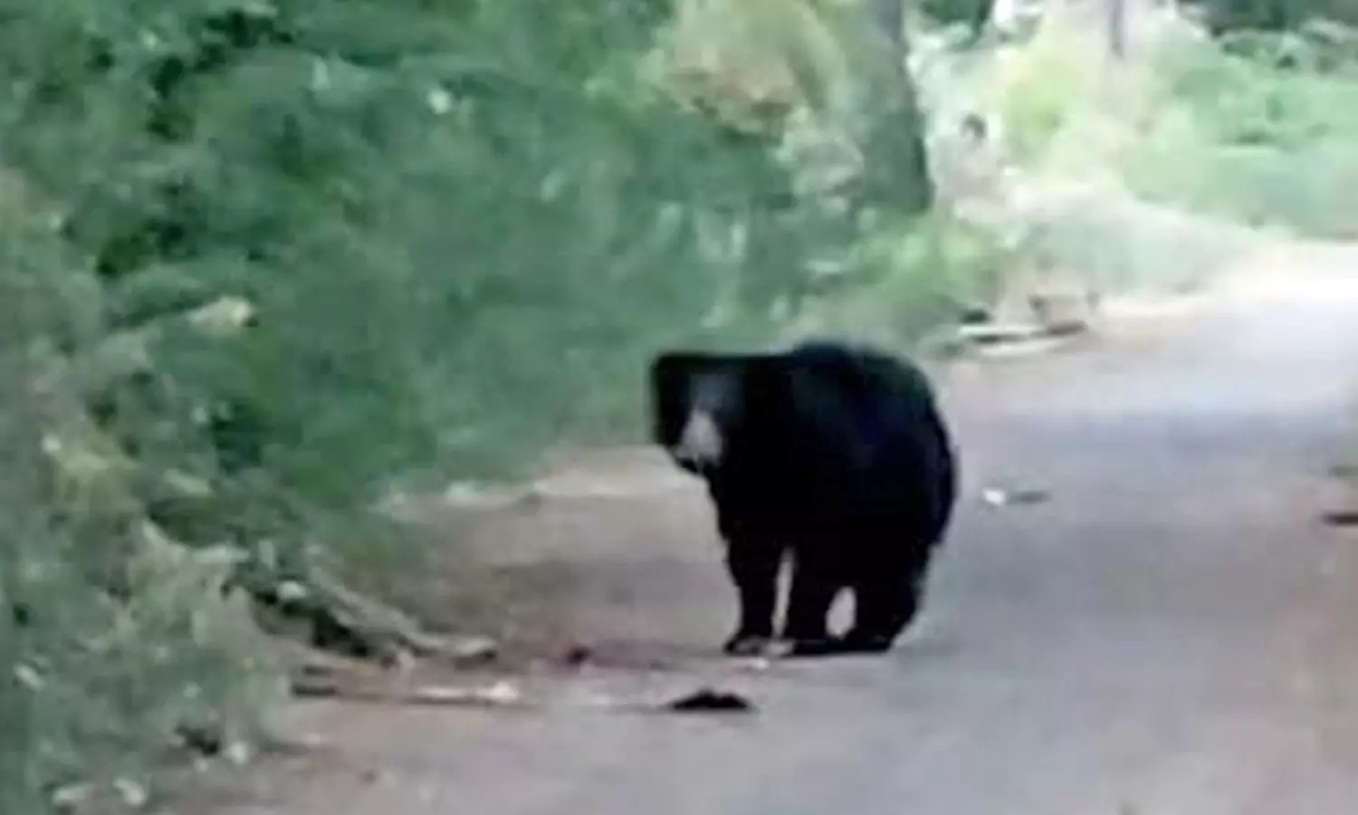 திசையன்விளை அருகே ஊருக்குள் சுற்றித்திரிந்த கரடியால் பொதுமக்கள் பீதி