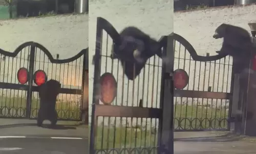 குழந்தைகளைப்போல கதவில் ஏறி, இறங்கி விளையாடிய கரடி