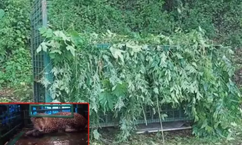 வால்பாறையில் சிறுமியைக் கொன்ற சிறுத்தை சிக்கியது