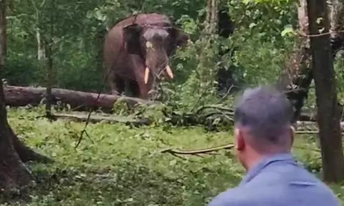 கீரிப்பாறையில் குடியிருப்பு பகுதிக்குள் புகுந்த காட்டு யானை