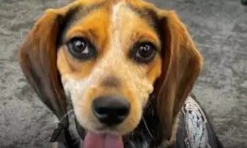 விமான நிலையத்தில் நாயை எட்டி உதைத்த எகிப்து பயணி கைது