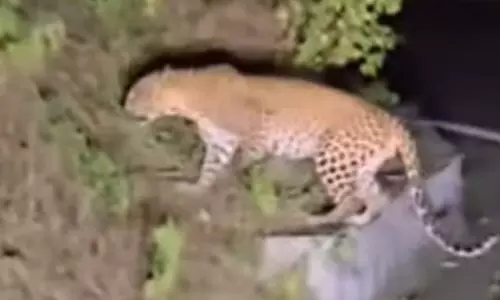 திம்பம் மலைப்பாதையில் சாலையோரம் சுற்றிய சிறுத்தையால் வாகன ஓட்டிகள் அச்சம்