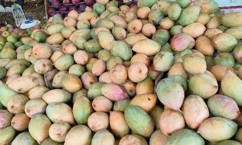 சேலத்தில் 100 ரூபாய்க்கு 5 கிலோ மாம்பழம் விற்றும் வாங்க ஆள் இல்லை