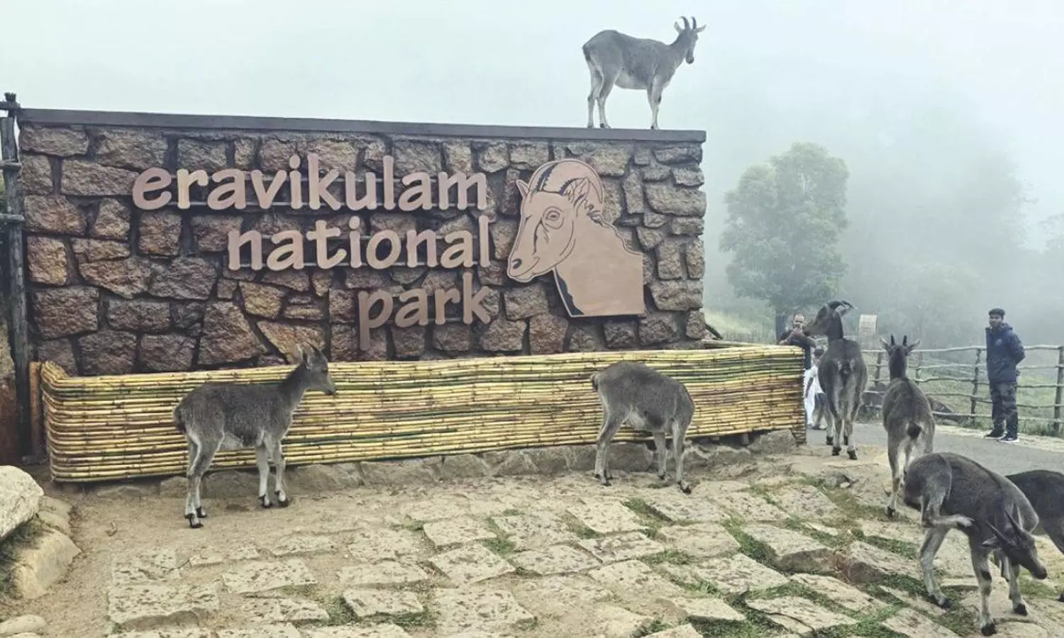 சிறந்த சரணாலயங்களில் இரவிகுளம் தேசிய வனஉயிரின சரணாலயம் முதலிடம் சிறந்த சரணாலயங்களில் இரவிகுளம் தேசிய வனஉயிரின சரணாலயம் முதலிடம்