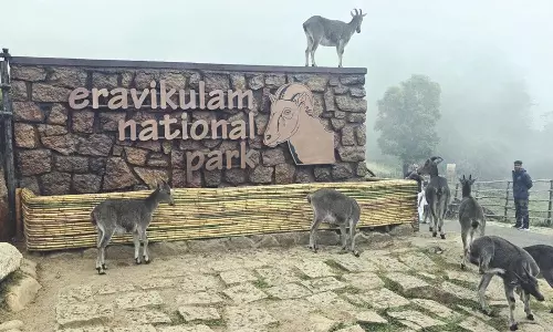 சிறந்த சரணாலயங்களில் இரவிகுளம் தேசிய வனஉயிரின சரணாலயம் முதலிடம்