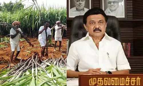 கரும்பு விவசாயிகளுக்கு சிறப்பு ஊக்கத் தொகை வழங்க ரூ.297 கோடி ஒதுக்கீடு