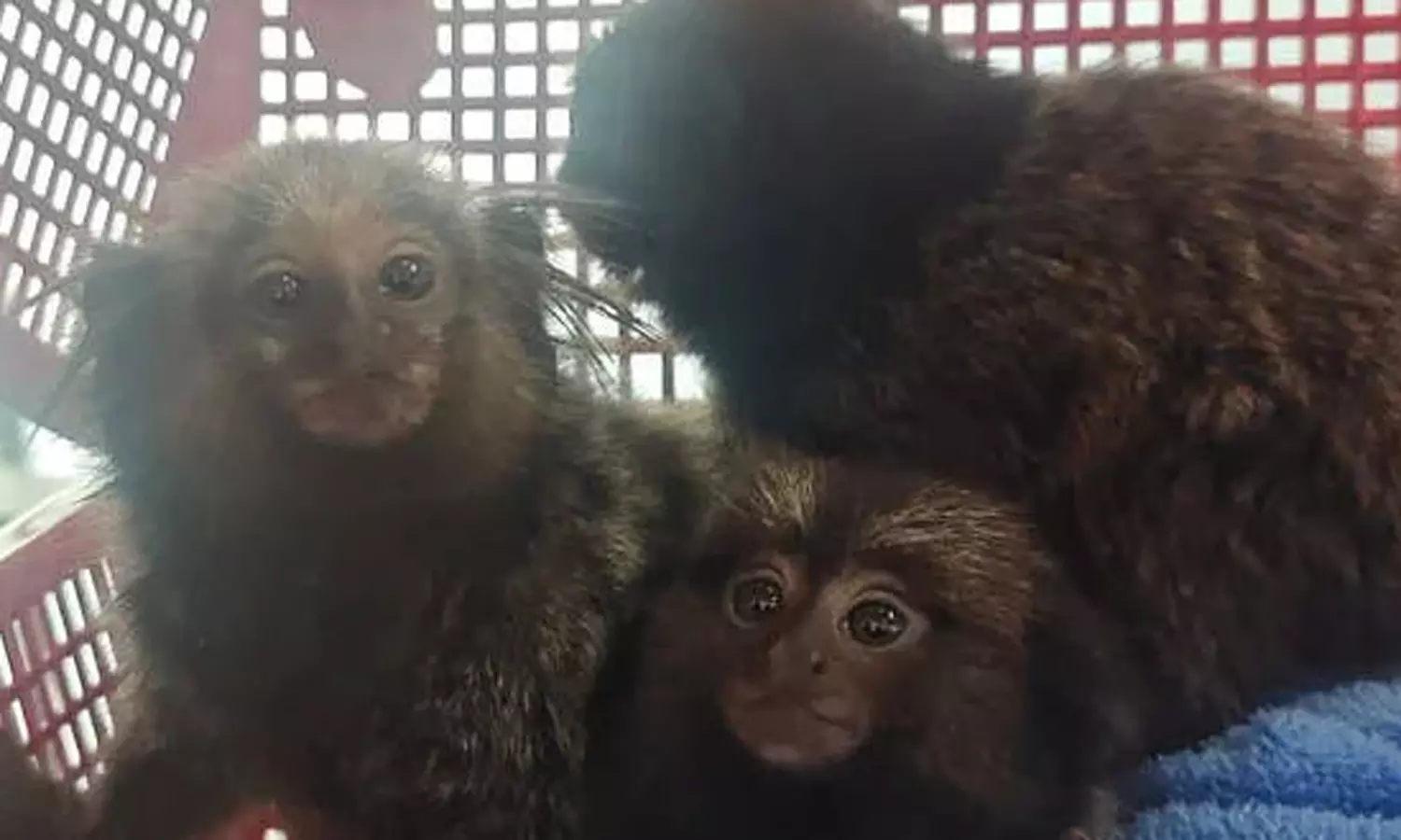 பாங்காக்கில் இருந்து கேரளா வந்த விமானத்தில் அரியவகை விலங்குகள்- மக்காவ் கிளி கடத்திய தம்பதி கைது