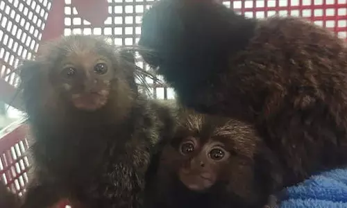 பாங்காக்கில் இருந்து கேரளா வந்த விமானத்தில் அரியவகை விலங்குகள்- மக்காவ் கிளி கடத்திய தம்பதி கைது