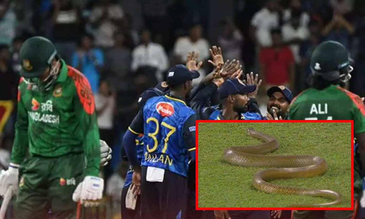 இலங்கை - வங்கதேசத்திற்கு  இடையேயான ஒருநாள் போட்டியின்போது மைதானத்திற்குள் வந்த பாம்பு