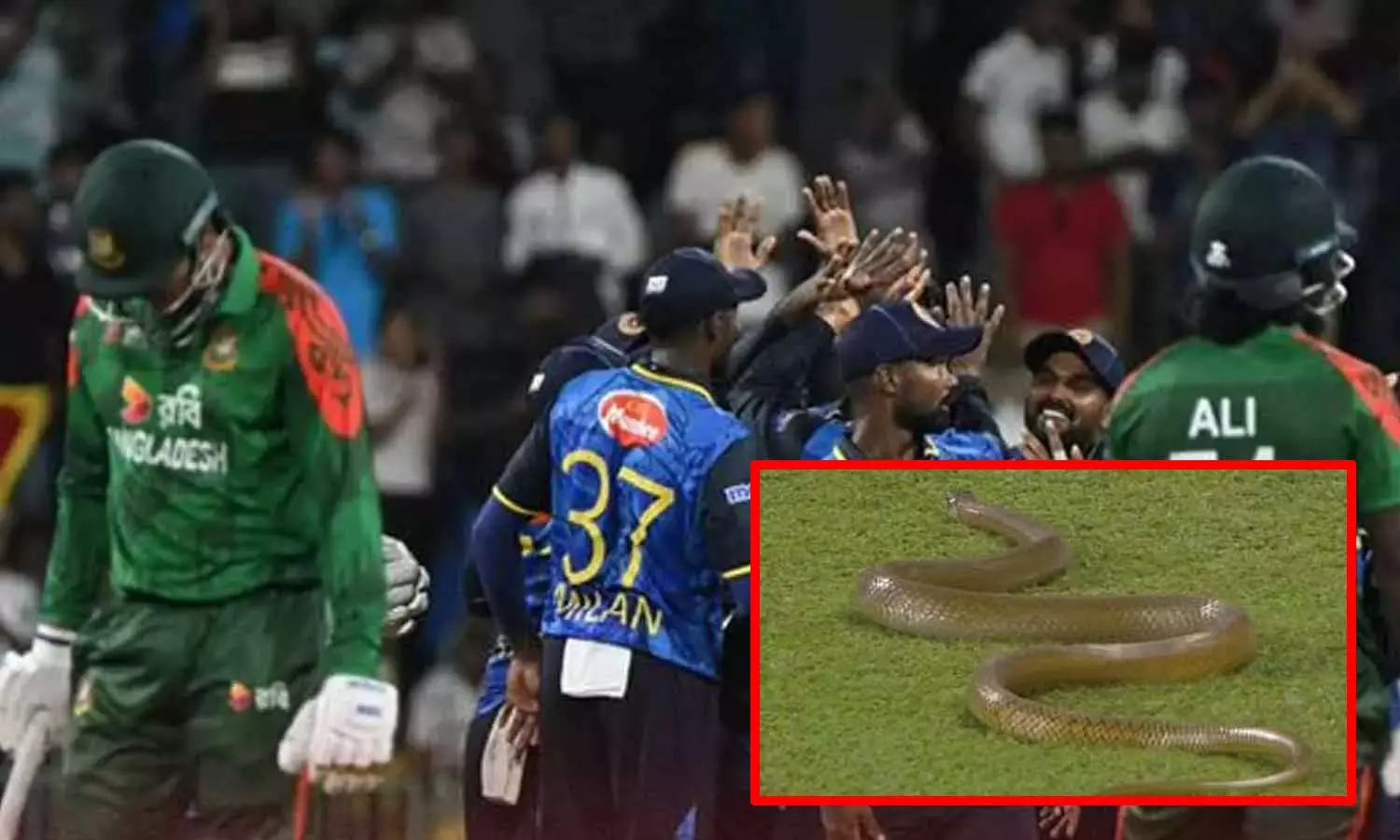 இலங்கை - வங்கதேசத்திற்கு  இடையேயான ஒருநாள் போட்டியின்போது மைதானத்திற்குள் வந்த பாம்பு