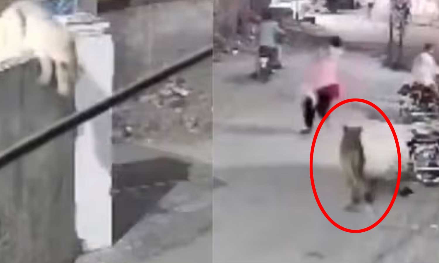 VIDEO: பாகிஸ்தானில் பெண் மற்றும் குழந்தைகளை தாக்கிய வளர்ப்பு சிங்கம் VIDEO: பாகிஸ்தானில் பெண் மற்றும் குழந்தைகளை தாக்கிய வளர்ப்பு சிங்கம்