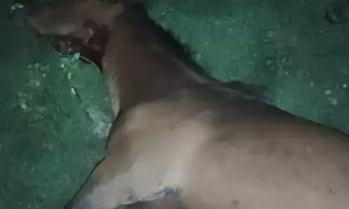 ஆசனூர் அருகே குதிரையை கடித்து கொன்ற சிறுத்தையால் கிராம மக்கள் பீதி