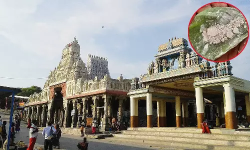 தீராத நோய்களை தீர்க்கும் அருமருந்து இலை விபூதி