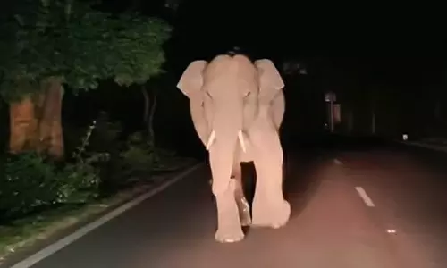 பண்ணாரி அருகே இரவில் தேசிய நெடுஞ்சாலையில் வாகனங்களை துரத்திய ஒற்றை யானையால் பரபரப்பு